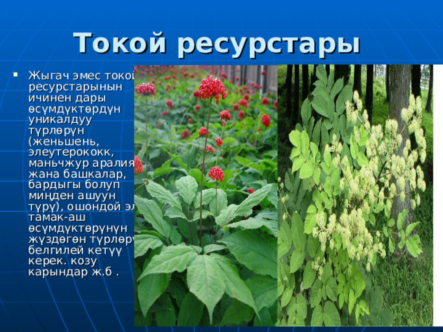 Токой ресурстары  Жыгач эмес токой ресурстарынын ичинен дары өсүмдүктөрдүн уникалдуу түрлөрүн (женьшень, элеутерококк, маньчжур аралиясы жана башкалар, бардыгы болуп миңден ашуун түрү), ошондой эле тамак-аш өсүмдүктөрүнүн жүздөгөн түрлөрүн белгилей кетүү керек. козу карындар ж.б . 