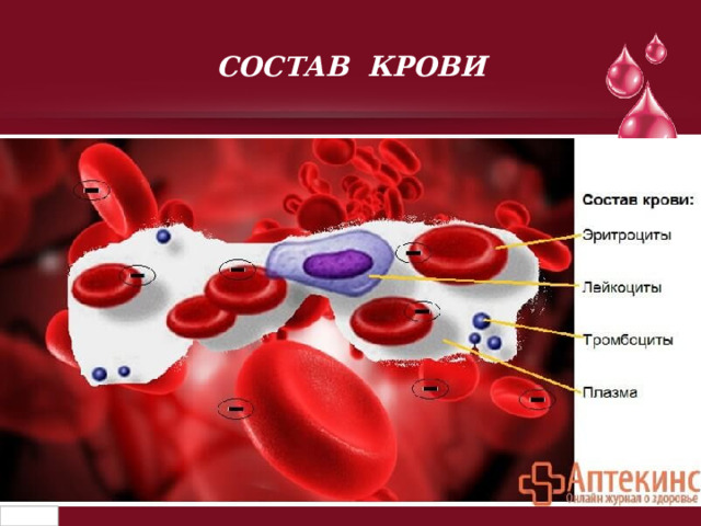 СОСТАВ КРОВИ 