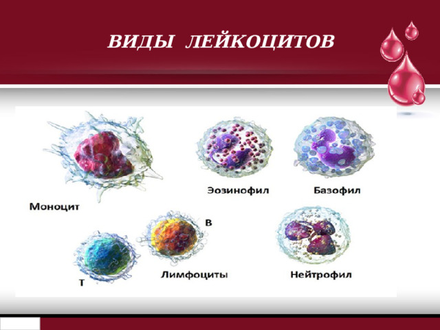 ВИДЫ ЛЕЙКОЦИТОВ 