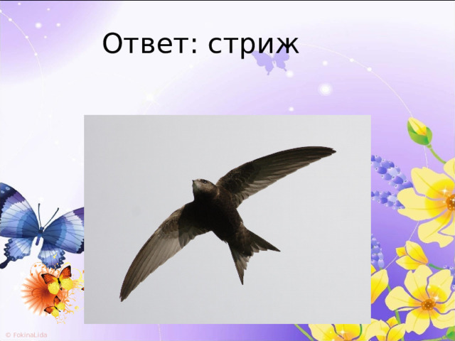 Ответ: стриж 