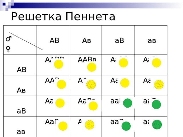 Решетка Пеннета ♂ ♀  АВ  АВ  Ав  ААВВ  Ав  аВ  аВ  ААВв  ААВв  АаВВ  ав  ААвв  АаВВ  ав  АаВв  АаВв  АаВв  АаВв  ааВВ  Аавв  Аавв  ааВв  ааВв  аавв 