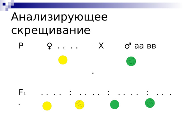 Анализирующее скрещивание  Р ♀ . . . . Х ♂ аа вв  F 1 . . . . : . . . . : . . . . : . . . . 
