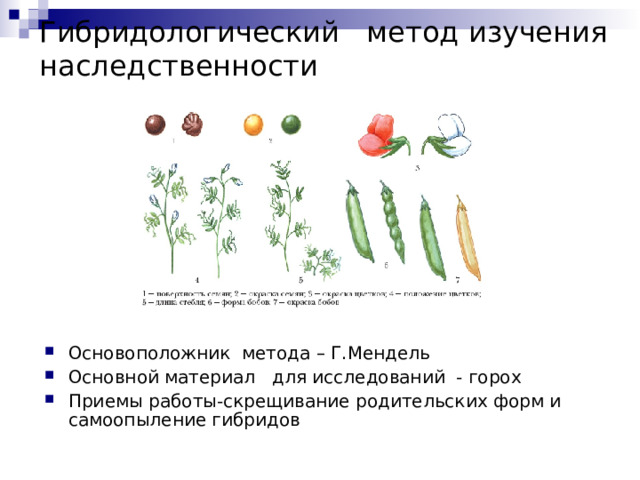 Гибридологический метод изучения  наследственности Основоположник метода – Г.Мендель Основной материал для исследований - горох Приемы работы-скрещивание родительских форм и самоопыление гибридов 