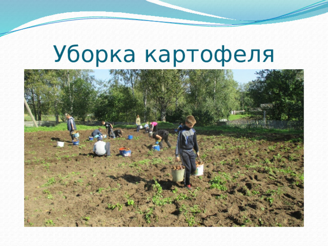 Уборка картофеля 