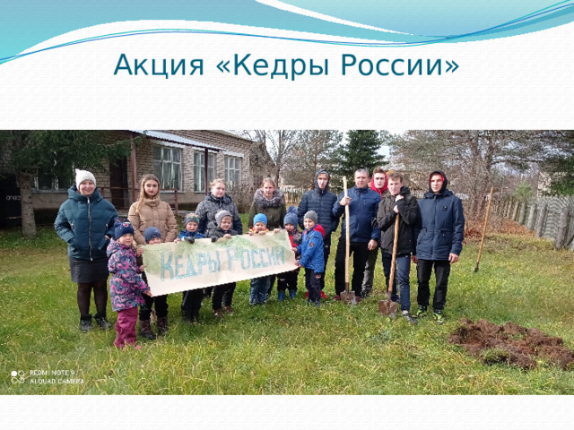 Акция «Кедры России» 