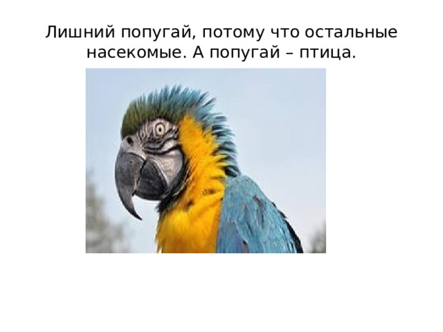 Лишний попугай, потому что остальные насекомые. А попугай – птица. 