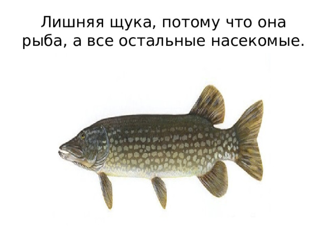 Лишняя щука, потому что она рыба, а все остальные насекомые. 