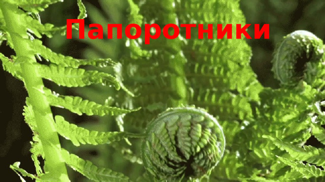 Папоротники 