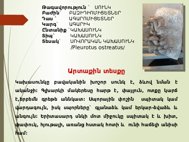 Թագավորություն ` ՍՈՒՆԿ Բաժին ` ԲԱԶԻԴԻՈՄԻՑԵՏՆԵՐ Դաս ` ԱԳԱՐՈՄԻՑԵՏՆԵՐ Կարգ ` ԱԳԱՐԻԿ Ընտանիք `ԿԱԽԱՍՈՒՆԿ Տիպ` ԿԱԽԱՍՈՒՆԿ Տեսակ ` ՍՈՎՈՐԱԿԱՆ ԿԱԽԱՍՈՒՆԿ  /Pleurotus ostreatus / Արտաքին տեսքը Կախասունկը բավականին խոշոր սունկ է, ձևով նման է ականջի: Գլխարկի մակերեսը հարթ է, փայլուն, ոտքը կարճ է,երբեմն գրեթե աննկատ: Սպորային փոշին սպիտակ կամ վարդագույն, իսկ սպորները` գլանաձև կամ երկար-ձվաձև և անգույն: Երիտասարդ սնկի մոտ միջուկը սպիտակ է և խիտ, փափուկ, հյութալի, առանց հստակ հոտի և ունի հաճելի անիսի համ։ 