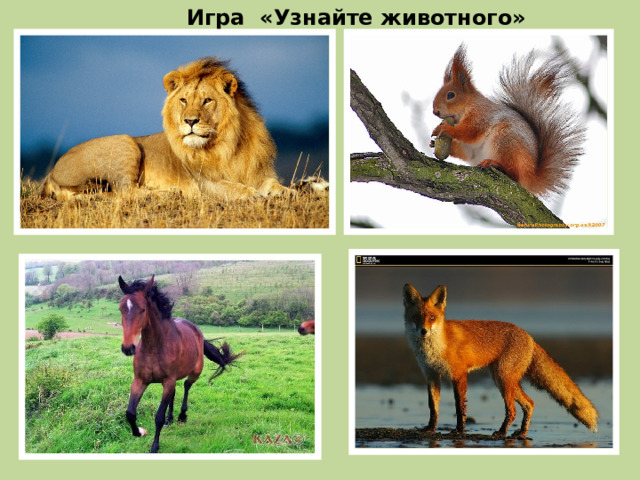 Игра «Узнайте животного» 