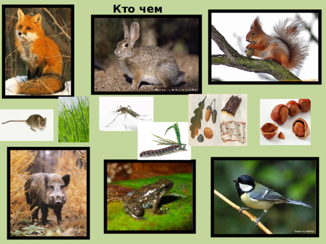 Кто чем питается? 