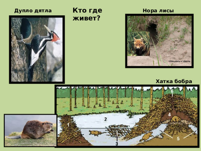 Кто где живет? Дупло дятла Нора лисы Хатка бобра 