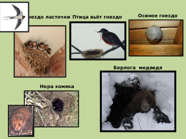 Осиное гнездо Гнездо ласточки Птица вьёт гнездо Берлога медведя Нора хомяка 