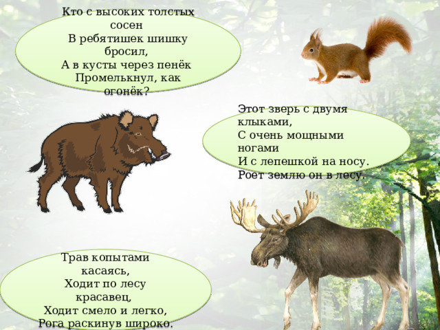 Кто с высоких толстых сосен   В ребятишек шишку бросил,   А в кусты через пенёк   Промелькнул, как огонёк?  Этот зверь с двумя клыками,  С очень мощными ногами  И с лепешкой на носу.  Роет землю он в лесу.  Трав копытами касаясь,  Ходит по лесу красавец,   Ходит смело и легко,  Рога раскинув широко. 