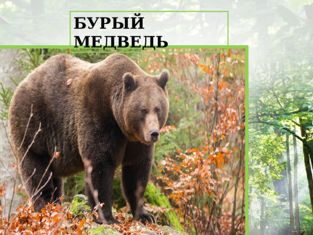 БУРЫЙ МЕДВЕДЬ 
