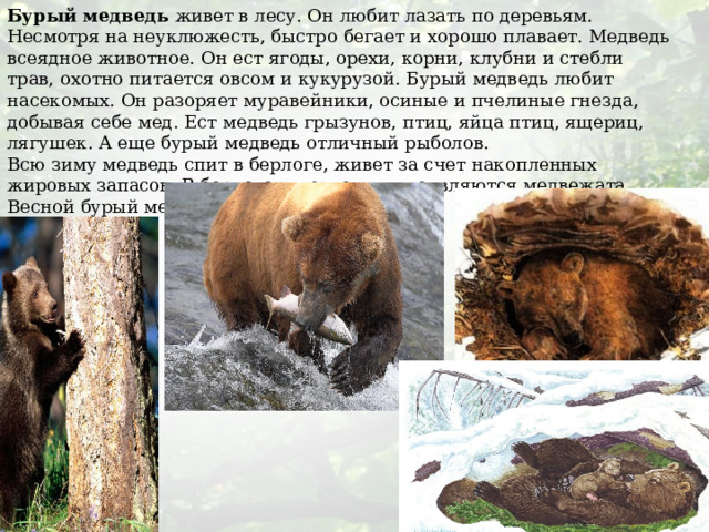 Бурый медведь живет в лесу. Он любит лазать по деревьям. Несмотря на неуклюжесть, быстро бегает и хорошо плавает. Медведь всеядное животное. Он ест ягоды, орехи, корни, клубни и стебли трав, охотно питается овсом и кукурузой. Бурый медведь любит насекомых. Он разоряет муравейники, осиные и пчелиные гнезда, добывая себе мед. Ест медведь грызунов, птиц, яйца птиц, ящериц, лягушек. А еще бурый медведь отличный рыболов. Всю зиму медведь спит в берлоге, живет за счет накопленных жировых запасов. В берлоге у медведицы появляются медвежата. Весной бурый медведь просыпается. 