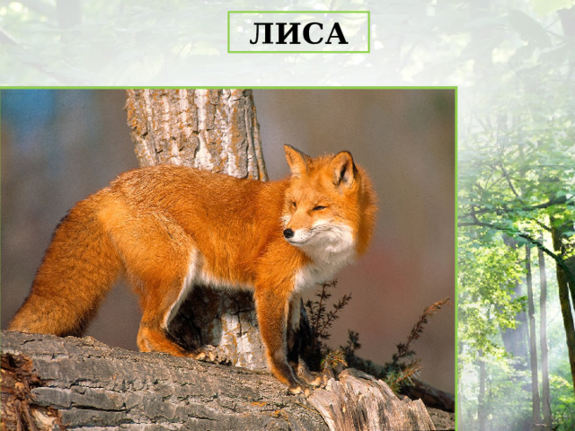 ЛИСА 