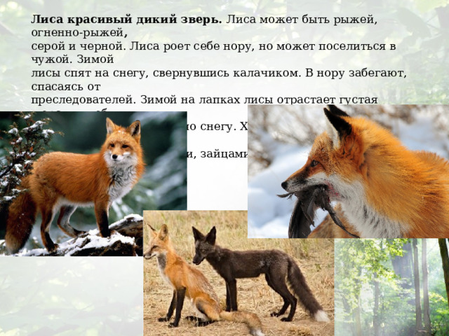 Лиса красивый дикий зверь. Лиса может быть рыжей, огненно-рыжей , серой и черной. Лиса роет себе нору, но может поселиться в чужой. Зимой лисы спят на снегу, свернувшись калачиком. В нору забегают, спасаясь от преследователей. Зимой на лапках лисы отрастает густая шерсть, чтоб не холодно было ступать по снегу. Ходит лиса как в валенках .Питается лиса ягодами, насекомыми, зайцами, мышами, птицами и другими мелкими животными. 