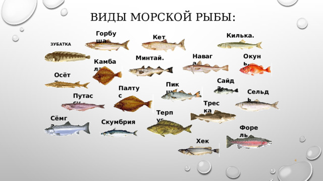 Минтай. Треска Виды морской рыбы : Горбуша Килька. Кета. Зубатка Навага Окунь. Камбала  Осётр. Сайда Пикша Палтус Сельдь Путассу Терпуг Сёмга Скумбрия Форель Хек  