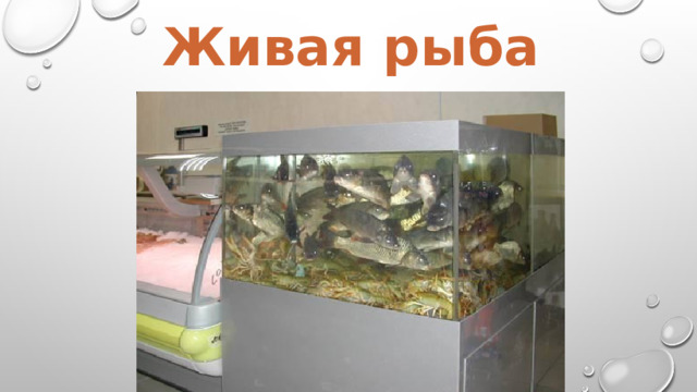 Живая рыба 