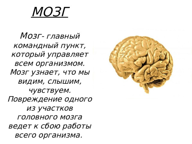 МОЗГ   Мозг - главный командный пункт, который управляет всем организмом. Мозг узнает, что мы видим, слышим, чувствуем. Повреждение одного из участков головного мозга ведет к сбою работы всего организма.  