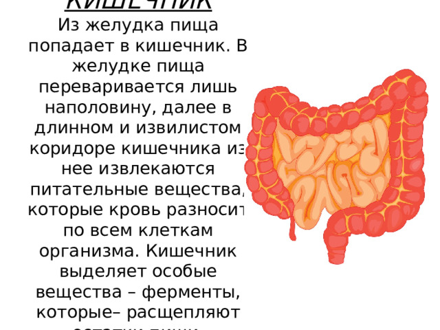 КИШЕЧНИК  Из желудка пища попадает в кишечник. В желудке пища переваривается лишь наполовину, далее в длинном и извилистом коридоре кишечника из нее извлекаются питательные вещества, которые кровь разносит по всем клеткам организма. Кишечник выделяет особые вещества – ферменты, которые– расщепляют остатки пищи. 