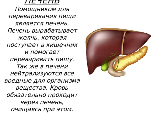 ПЕЧЕНЬ  Помощником для переваривания пищи является печень. Печень вырабатывает желчь, которая поступает в кишечник и помогает переваривать пищу. Так же в печени нейтрализуются все вредные для организма вещества. Кровь обязательно проходит через печень, очищаясь при этом.   