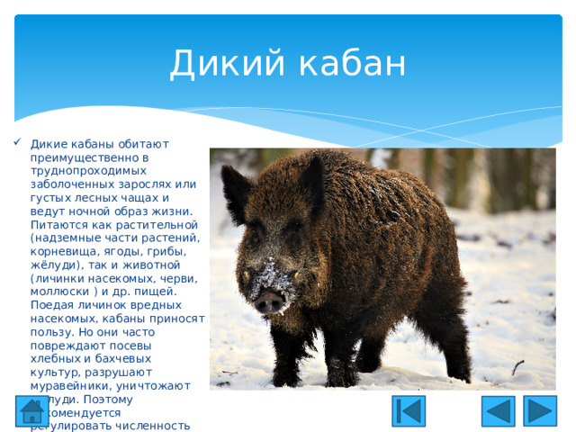 Дикий кабан Дикие кабаны обитают преимущественно в труднопроходимых заболоченных зарослях или густых лесных чащах и ведут ночной образ жизни. Питаются как растительной (надземные части растений, корневища, ягоды, грибы, жёлуди), так и животной (личинки насекомых, черви, моллюски ) и др. пищей. Поедая личинок вредных насекомых, кабаны приносят пользу. Но они часто повреждают посевы хлебных и бахчевых культур, разрушают муравейники, уничтожают желуди. Поэтому рекомендуется регулировать численность кабанов путём планируемого отстрела. 
