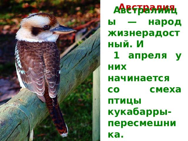 Австралия Австралийцы — народ жизнерадостный. И 1 апреля у них начинается со смеха птицы кукабарры-пересмешника. 