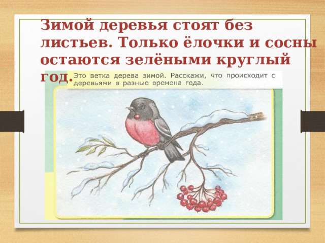 Зимой деревья стоят без листьев. Только ёлочки и сосны остаются зелёными круглый год. 