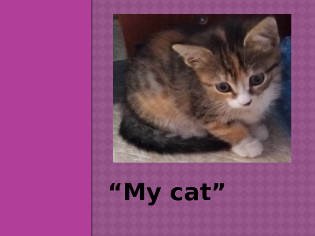 “ My cat” 