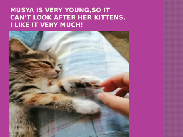 Musya is very young,so it can’t look after her kittens.  I like it very much! 