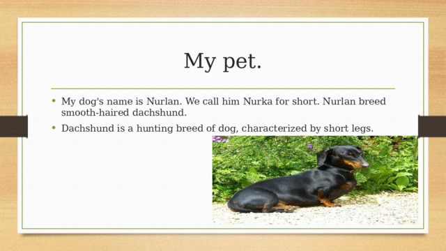 My pet. My dog's name is Nurlan. We call him Nurka for short. Nurlan breed smooth-haired dachshund. Dachshund is a hunting breed of dog, characterized by short legs. 