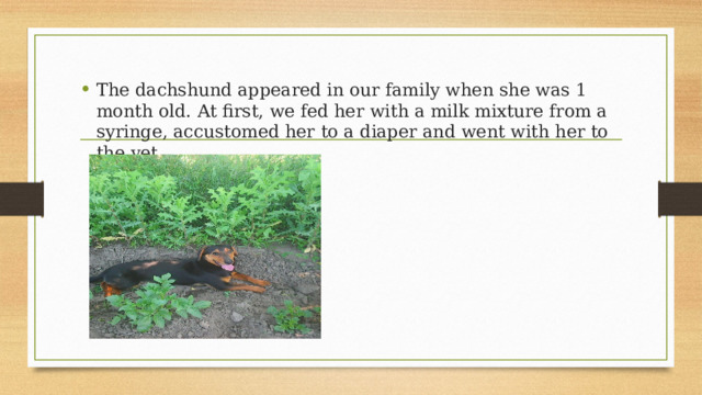 The dachshund appeared in our family when she was 1 month old. At first, we fed her with a milk mixture from a syringe, accustomed her to a diaper and went with her to the vet 