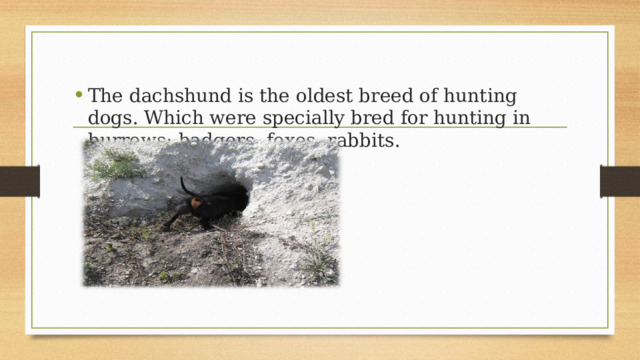 The dachshund is the oldest breed of hunting dogs. Which were specially bred for hunting in burrows: badgers, foxes, rabbits. 