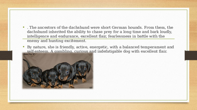 . The ancestors of the dachshund were short German hounds. From them, the dachshund inherited the ability to chase prey for a long time and bark loudly, intelligence and endurance, excellent flair, fearlessness in battle with the enemy and hunting excitement. By nature, she is friendly, active, energetic, with a balanced temperament and self-esteem. A gambling, curious and indefatigable dog with excellent flair. 