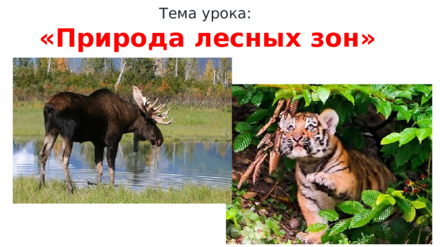 Тема урока: «Природа лесных зон»   