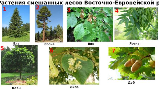  Растения смешанных лесов Восточно-Европейской равнины 2 1 3 4 Ель Ясень Вяз Сосна 5 6 7 Дуб Липа Клён 