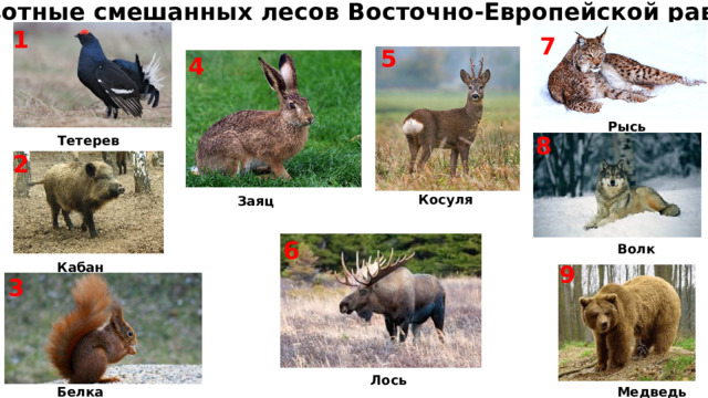  Животные смешанных лесов Восточно-Европейской равнины 1 7 5 4 Рысь Тетерев 8 2 Косуля Заяц 6 Волк Кабан 9 3 Лось Медведь Белка 