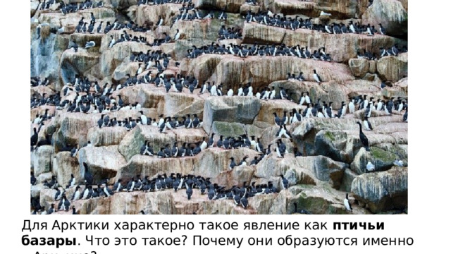 Для Арктики характерно такое явление как птичьи базары . Что это такое? Почему они образуются именно в Арктике? 