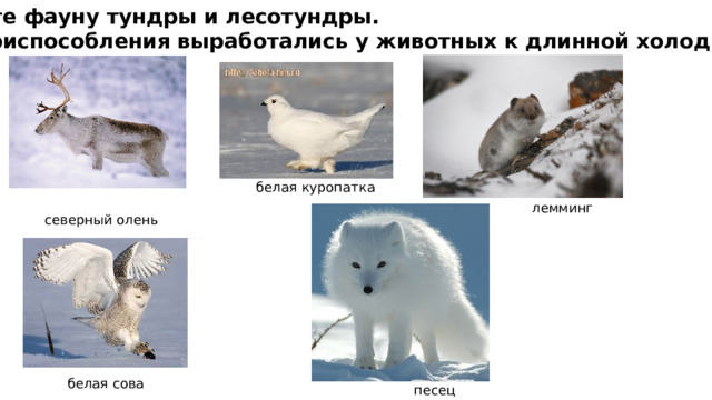  Опишите фауну тундры и лесотундры. Какие приспособления выработались у животных к длинной холодной зиме? белая куропатка лемминг северный олень белая сова песец 