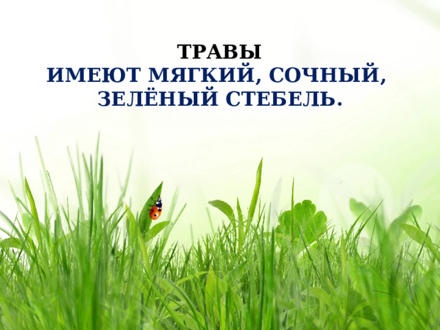 ТРАВЫ ИМЕЮТ МЯГКИЙ, СОЧНЫЙ,  ЗЕЛЁНЫЙ СТЕБЕЛЬ.      