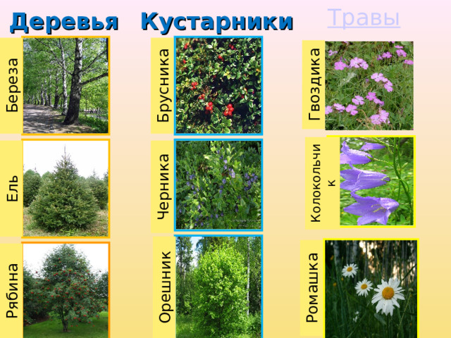 Деревья Кустарники Травы Береза Ель Рябина Брусника Черника Орешник Колокольчик Ромашка Гвоздика 