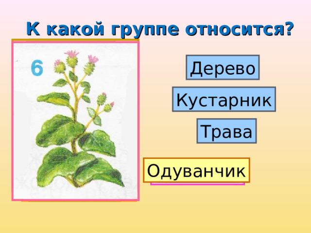 К какой группе относится? Дерево Кустарник Трава Клён Сосна Калина Орешник Одуванчик Репейник 
