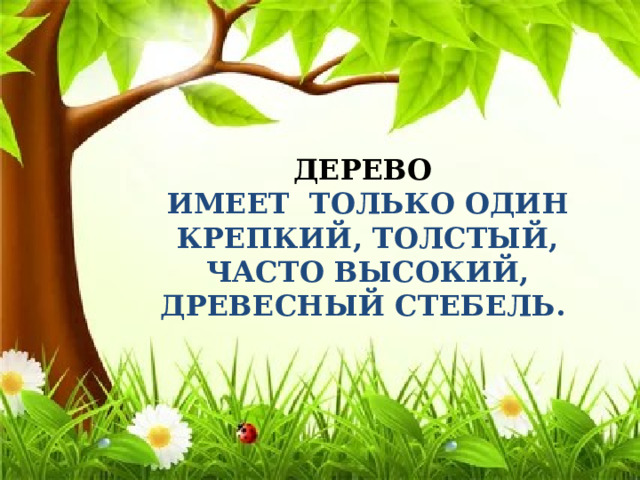    ДЕРЕВО ИМЕЕТ ТОЛЬКО ОДИН КРЕПКИЙ, ТОЛСТЫЙ, ЧАСТО ВЫСОКИЙ, ДРЕВЕСНЫЙ СТЕБЕЛЬ.          