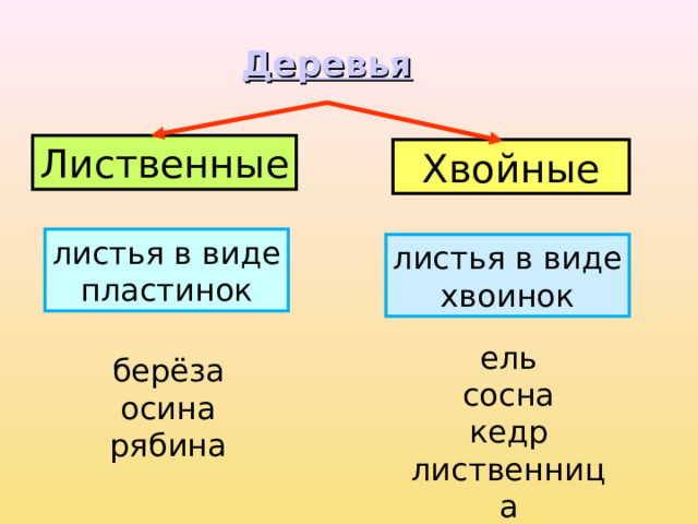  Деревья Лиственные Хвойные листья в виде пластинок листья в виде хвоинок ель сосна кедр лиственница берёза осина рябина 