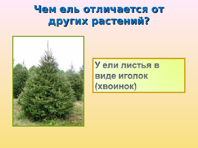 Чем  ель отличается от других растений?   