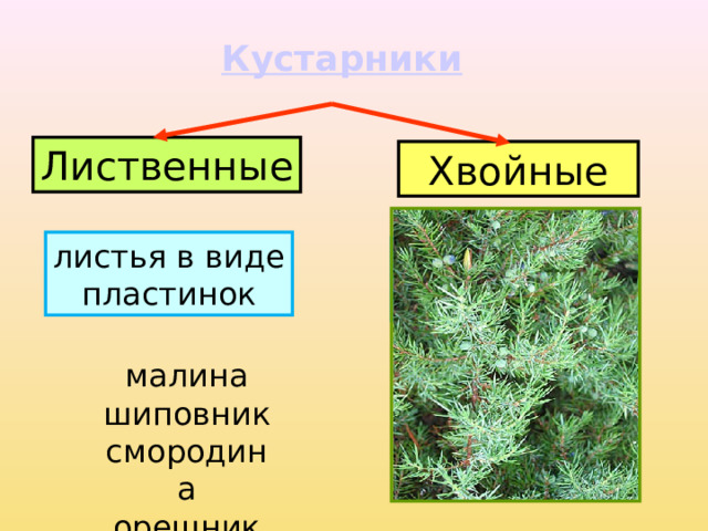Кустарники Лиственные Хвойные листья в виде пластинок листья в виде хвоинок малина шиповник смородина орешник можжевельник кипарис 
