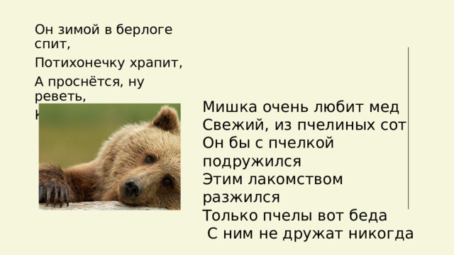 Он зимой в берлоге спит, Потихонечку храпит, А проснётся, ну реветь, Как зовут его? — … Мишка очень любит мед Свежий, из пчелиных сот Он бы с пчелкой подружился Этим лакомством разжился Только пчелы вот беда  С ним не дружат никогда 