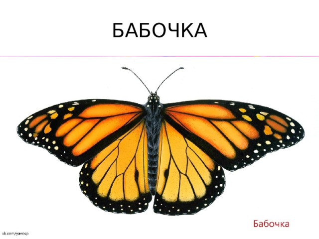 БАБОЧКА 